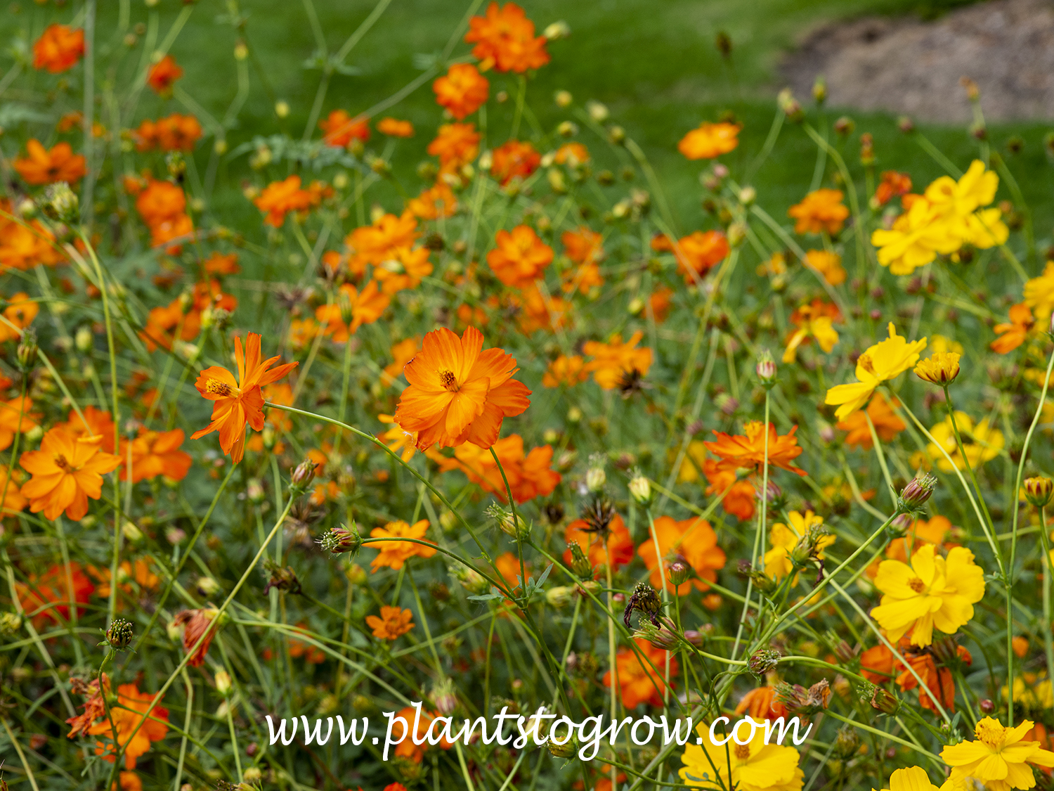 Towering Orange Cosmos
